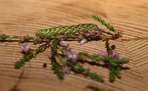 Piękny żółty gwarantowania (Anarta myrtilli) na pospolity wrzos (Calluna vulgaris) — Zdjęcie stockowe