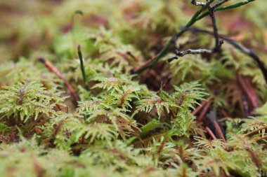 Merdiven yosun makro çekim (Hylocomium splendens)