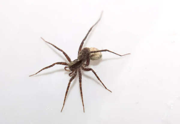 Makro pająk wolf (Wałęsak płaczący) z jaja — Zdjęcie stockowe
