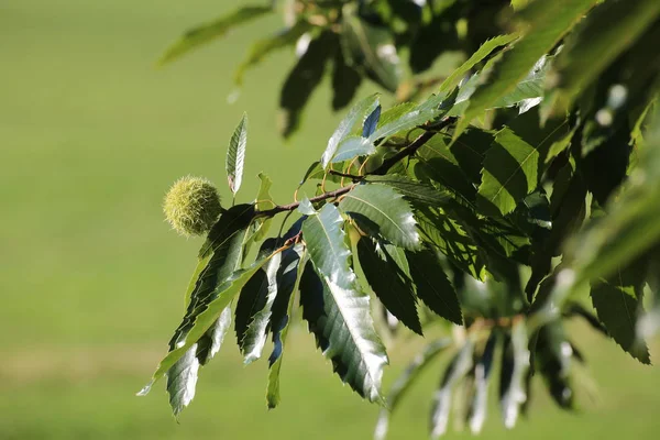 Castanha doce única (Castanea sativa) em uma árvore — Fotografia de Stock