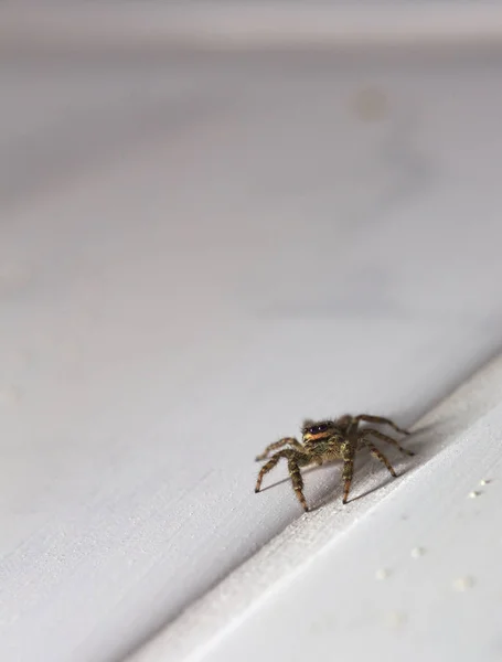 Bir atlama örümcek makro çekim (Marsisa muscosa) — Stok fotoğraf