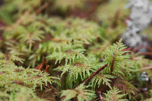 Macro shot of stairstep moss (Hylocomium splendens) Stock Photo