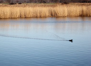 Tek ördek (Anas platyrhynchos) yansıtıcı suda yüzmek