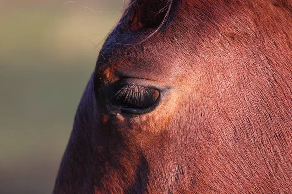 A szem egy ló közelről — Stock Fotó