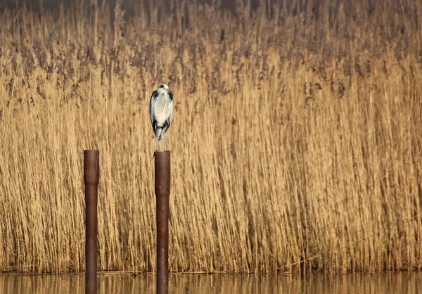 Gray Heron (Ardea cinerea) sitting on a pole in the water — Stock Photo, Image