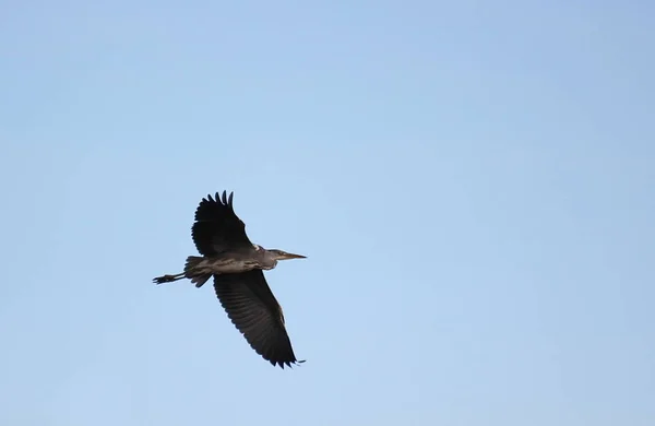 Garça cinzenta (Ardea cinerea) em voo com céu azul — Fotografia de Stock