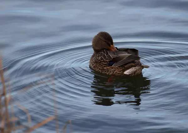 Vrouwelijke eend (Anas platyrhynchos) in slighly golvend water met reflecties — Stockfoto