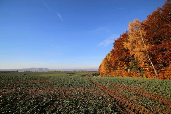 Bela vista sobre o campo de colza outonal em Hesse, Alemanha — Fotografia de Stock