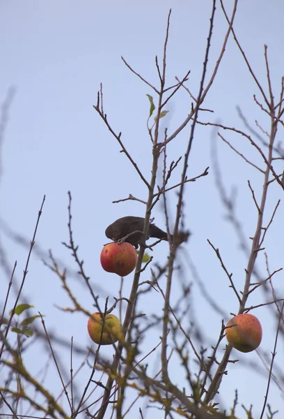 Kobieta często Blackbird (Turdus merula) siedzi na gołe drzewo z jabłkiem — Zdjęcie stockowe