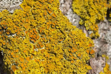 Ortak turuncu liken makro çekim (xanthoria parietina)