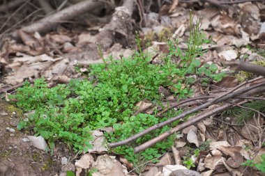 İlkbahar içinde tüylü bittercress (Cardamine hirsuta) bitki