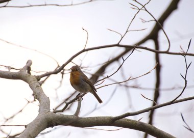Bir ağaçta oturan Avrupa Robin (Erithacus rubecula) Singing