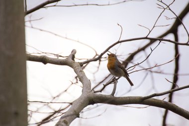 Bir ağaçta oturan Avrupa Robin (Erithacus rubecula)