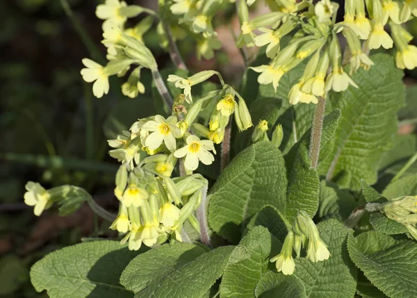 Квітучий справжній льодяник (Primula elatior) рослина — стокове фото