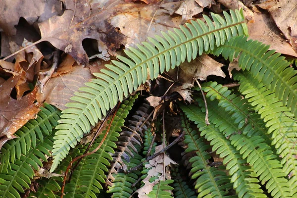 Twarde paproci (Blechnum spicant) roślina pod suchym liści — Zdjęcie stockowe