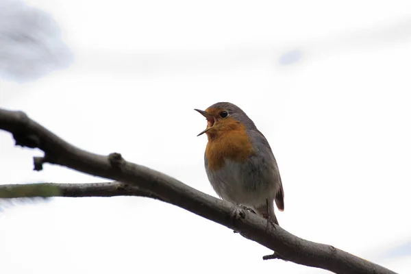 坐在树上唱歌的欧洲知更鸟 (Erithacus rubecula) — 图库照片