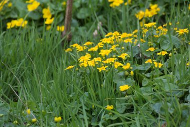 Çiçekleri ile Marsh kadife ya da kingcup (Caltha palustris)