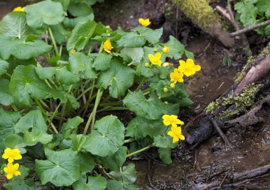 Çiçekleri ile Marsh kadife ya da kingcup (Caltha palustris)