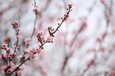 Arka plan bulanık ile pembe kiraz çiçekleri