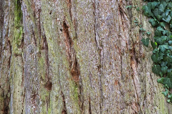 Sequoia gigante (Sequoiadendron giganteum) casca macro — Fotografia de Stock