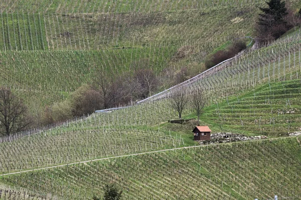 Виноградник і маленькій Хатині Баден-Вюртемберг, Німеччина — стокове фото