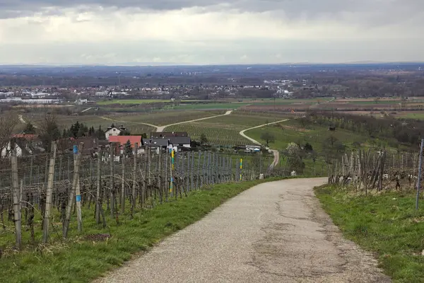 Nézd át a szőlő- és a város Neuweier, Baden-Wurttemberg, Németország — Stock Fotó