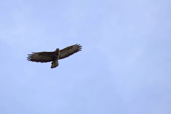 Buitre común (Buteo buteo) en vuelo sobre cielo azul — Foto de Stock