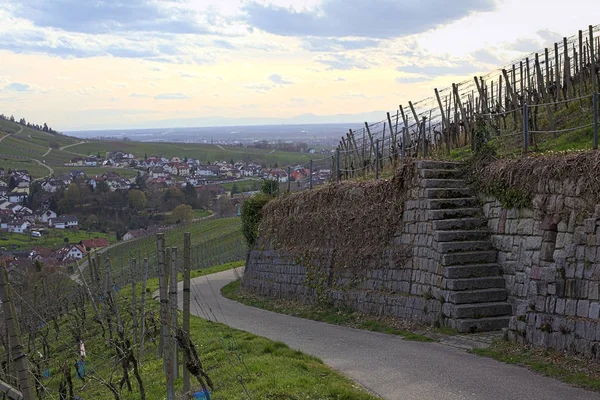 テラスと、ドイツのバーデン = ヴュルテンベルク州にブドウ園のステップの道 — ストック写真