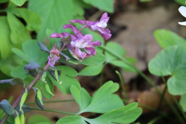Corydalis kava, fumewort, çiçekleri ile bir tür