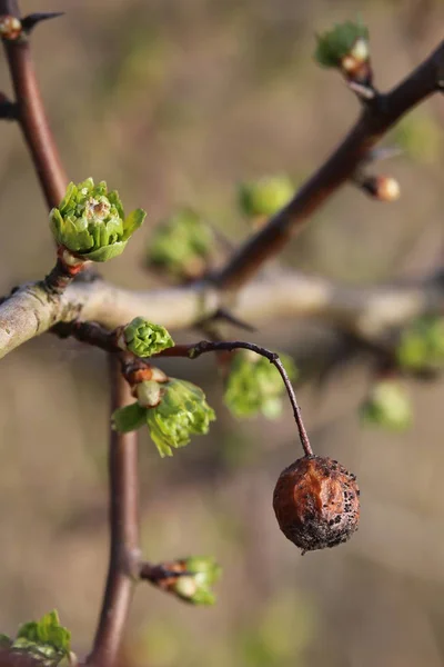 Νεαρά φύλλα και παλιά φρούτα του hawthorn (Crataegus) — Φωτογραφία Αρχείου