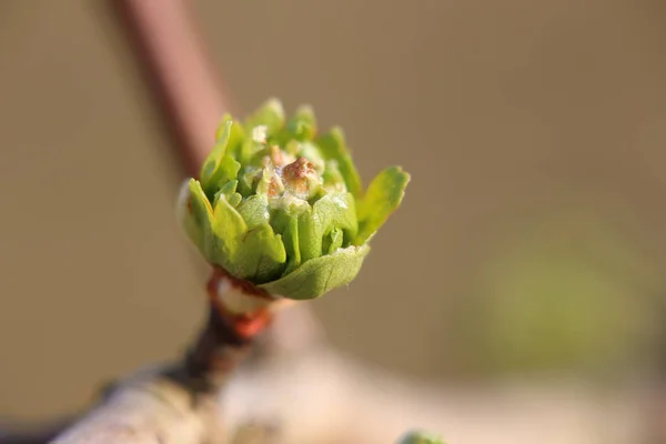 Νέοι κράταιγος (Crataegus) φύλλα άνοιξη — Φωτογραφία Αρχείου