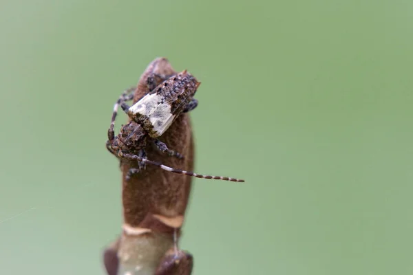 Macro de una punta de espina mayor fonolocalizador de bocinas grandes escarabajo (Pogonocherus hispidulus) en un brote — Foto de Stock