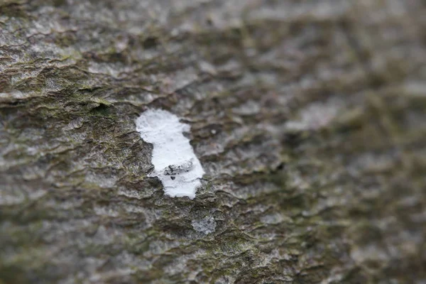 Макро из птичьих какашек на коре дерева — стоковое фото