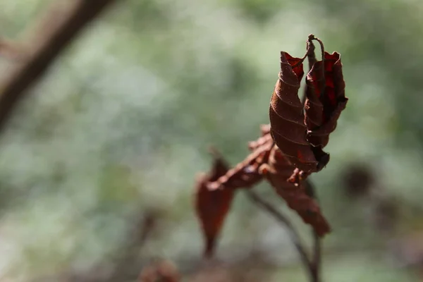 Bir ormandaki seçici odak ile kuru yapraklar — Stok fotoğraf