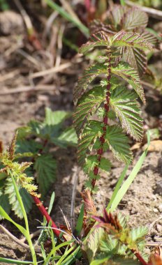 Mead Wort (Filipendual ulmaria genç pinnate yaprakları)