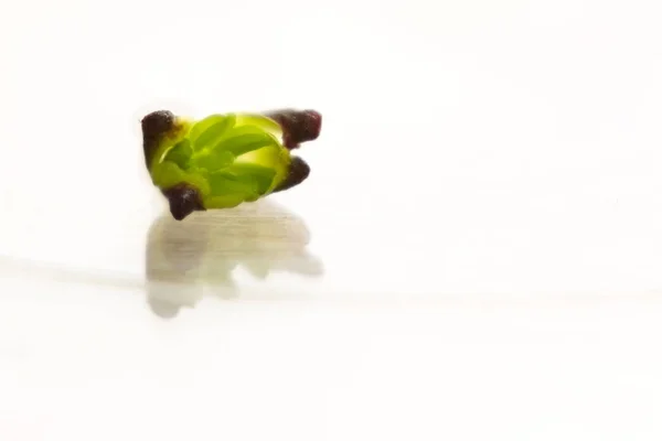 Macro shot of opened bud of herb barbara (Barbarea vulgaris) — Stock Photo, Image