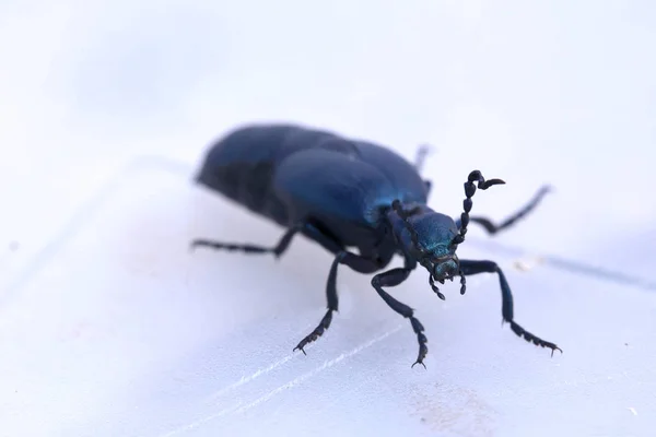 バイオレットの油のビートル (Meloe violaceus のマクロ) — ストック写真