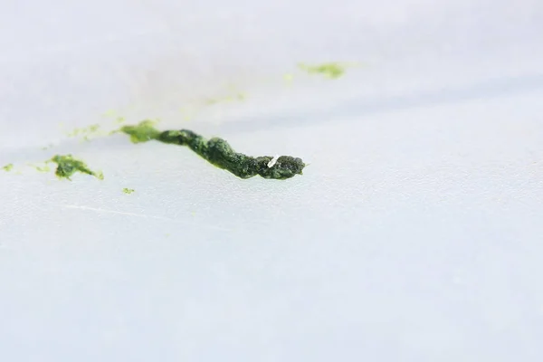 Fèces vertes de coléoptère sur fond blanc — Photo