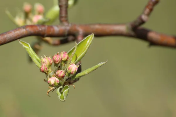 Ακόμα κλειστά άνθη της μιας μηλιάς (Malus domestica) — Φωτογραφία Αρχείου