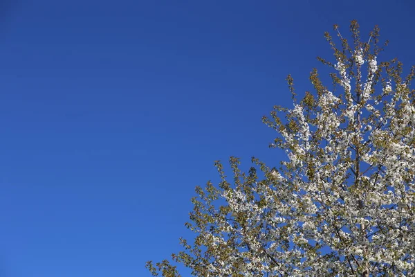 Cima di albero da frutto con fiori bianchi di fronte al cielo blu. È stato utilizzato un filtro di polarizzazione — Foto Stock