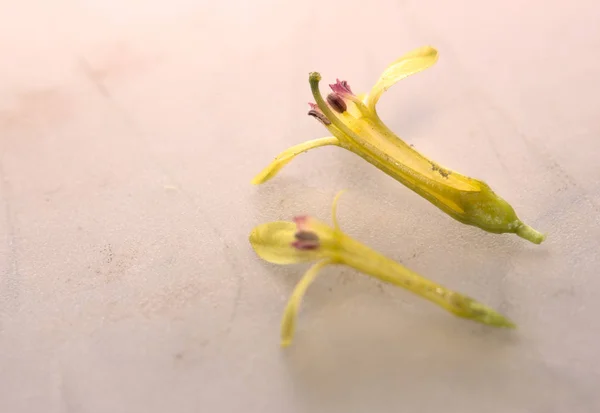 Διασταύρωση των ανθών της το χρυσό σταφίδα (Ribes aureum) — Φωτογραφία Αρχείου