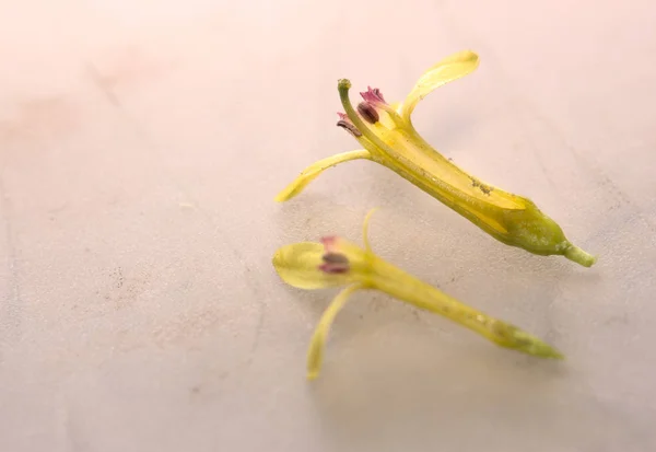 Intersection of blossom of the Golden currant (Ribes aureum) — Stock Photo, Image