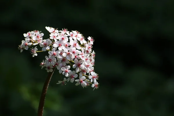 Blomställning av Rodgersia pinnata på mörk bakgrund — Stockfoto