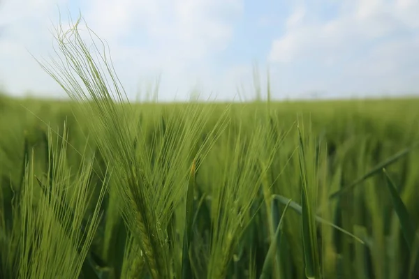 Wide angle macro shot of rye field — Stock Photo, Image