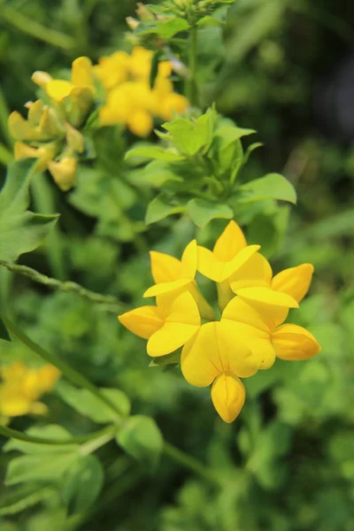 Gros plan de fleurs de lotier doré (Lotus dorniculatus) ) — Photo