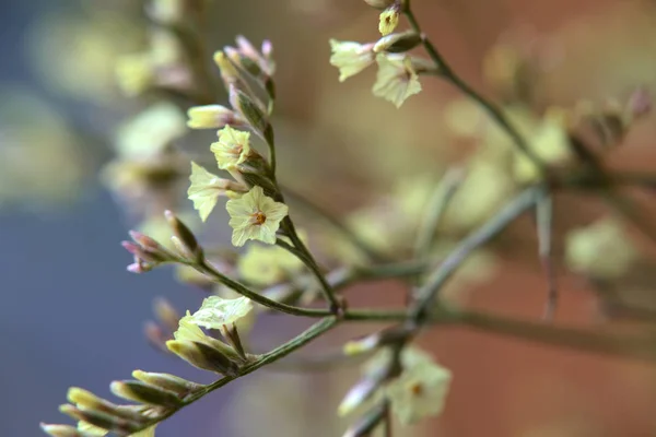 Flores amarelas de uma flor do gênero Limonium — Fotografia de Stock