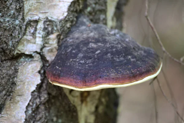 Ganoderma lucidum växer på Barken av en Björk — Stockfoto