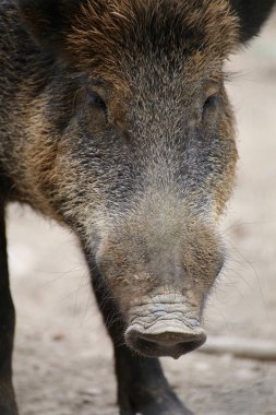 Bir yaban domuzu (Sus scrofa Başkanı yakın çekim)