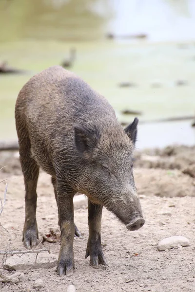 Wild boar (Sus scrofa) standing and looking down — Stock Photo, Image