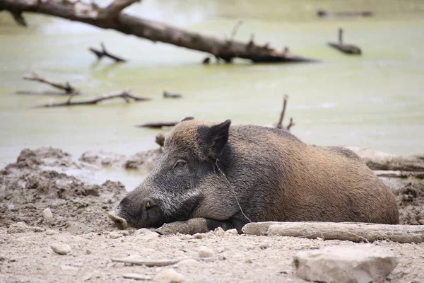 Wild boar (Sus scrofa) sleeping in the dirt — Stock Photo, Image